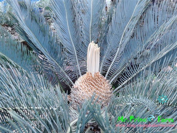 Cycas cairnsiana blue leaf (original) Electric blue