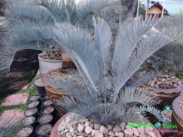 Cycas cairnsiana blue leaf (original) Electric blue | Mr.Prince Farm - ลาดพร้าว กรุงเทพมหานคร