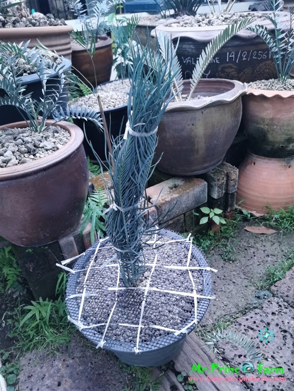 Cycas cairnsiana blue leaf (original) Electric blue | Mr.Prince Farm - ลาดพร้าว กรุงเทพมหานคร