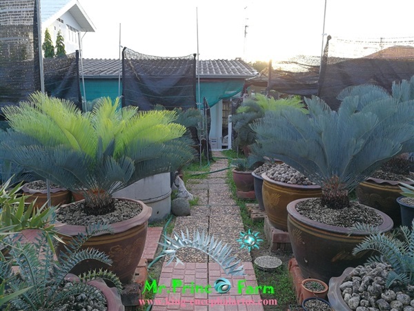 Cycas cairnsiana blue leaf (original) Electric blue | Mr.Prince Farm - ลาดพร้าว กรุงเทพมหานคร