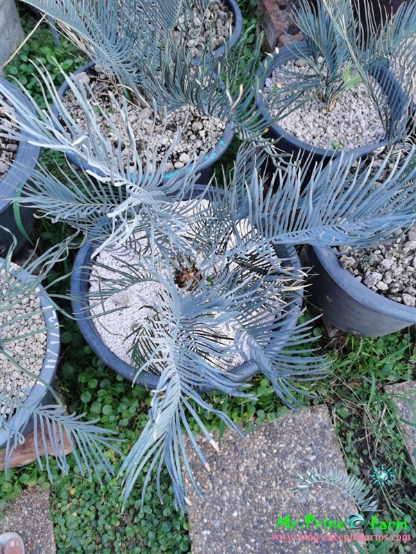 Cycas cairnsiana blue leaf (original) Electric blue