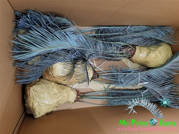 Cycas cairnsiana blue leaf (original) Electric blue | Mr.Prince Farm - ลาดพร้าว กรุงเทพมหานคร