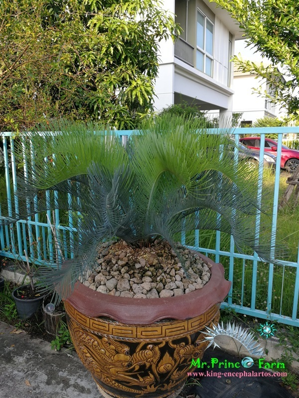 Cycas cairnsiana blue leaf (original)  | Mr.Prince Farm - ลาดพร้าว กรุงเทพมหานคร