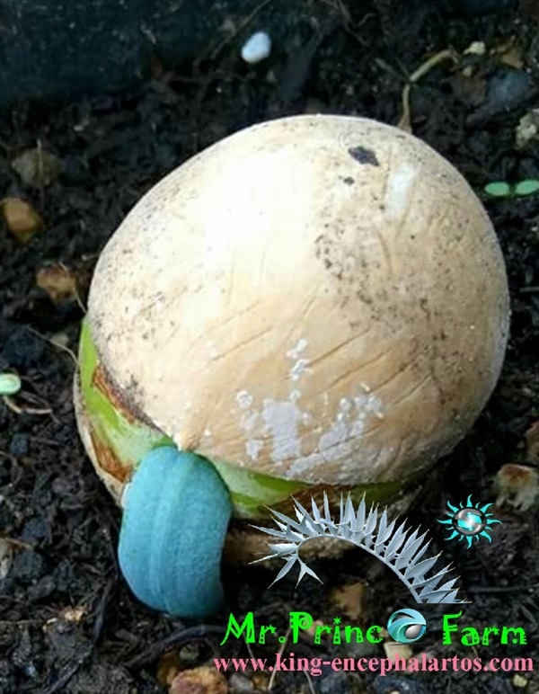 Cycas cairnsiana blue leaf (original) Electric blue