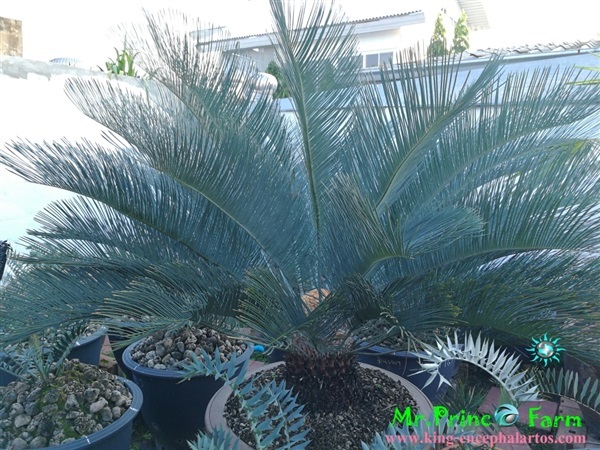 Cycas cairnsiana blue leaf (original) Electric blue