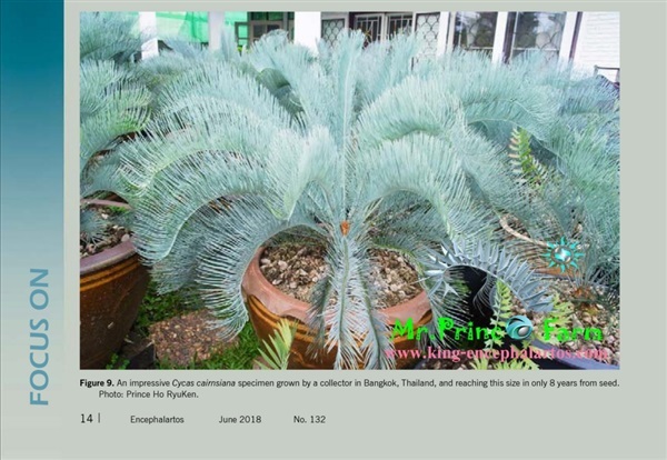 Cycas cairnsiana blue leaf (original) Electric blue | Mr.Prince Farm - ลาดพร้าว กรุงเทพมหานคร