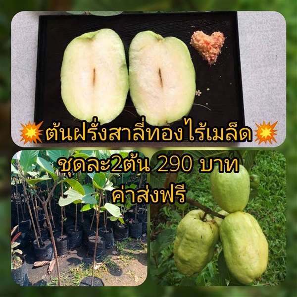 ต้นฝรั่งสาลี่ทองไร้เมล็ด ชุดละ2ต้นส่งฟรี