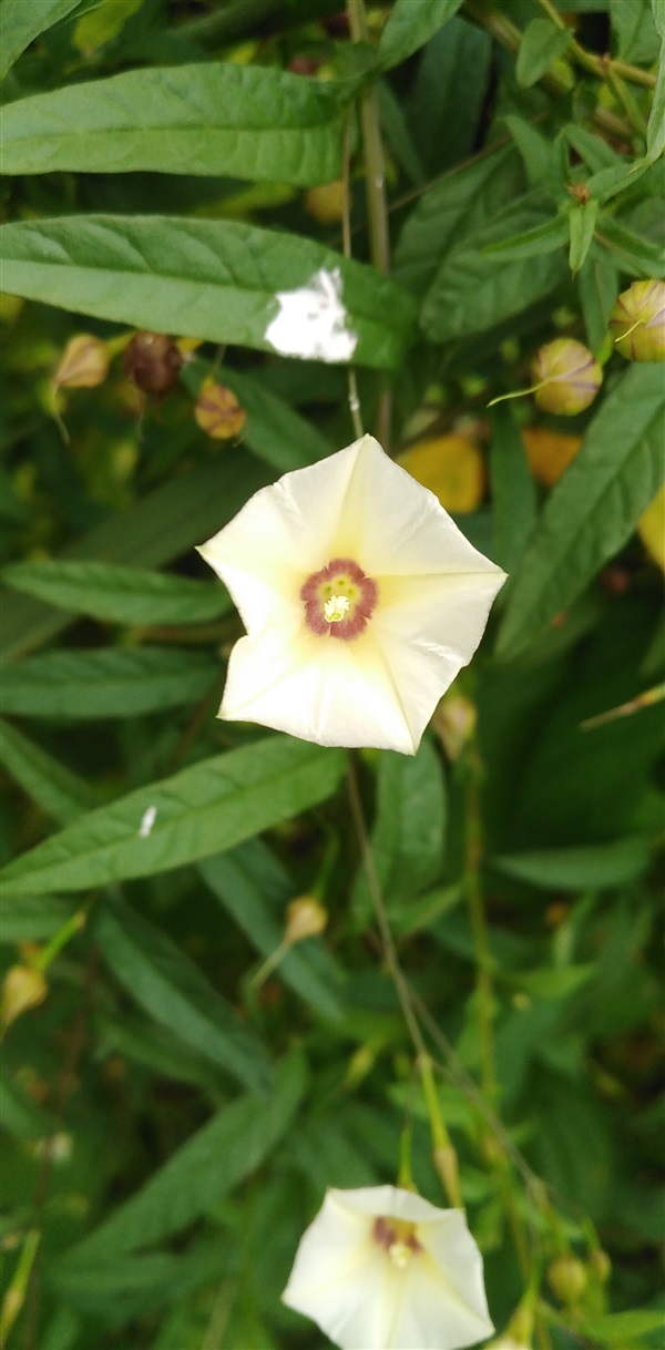 พระสราณี จิงจ้อร่างแห Xenostegia tridentata (L.)