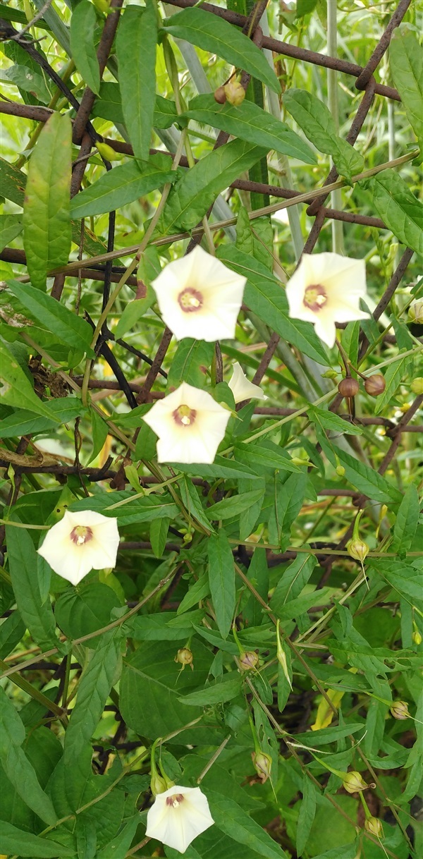 พระสราณี จิงจ้อร่างแห Xenostegia tridentata (L.)