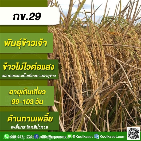 พันธุ์ข้าวปลูก ข้าวเจ้า กข29 ข้าวนาปี ข้าวนาปรัง คูลเกษตร