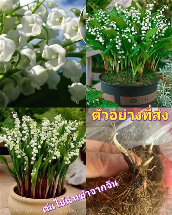 (1ราก) หัว ราก ลิลลี่แห่งหุบเขา Lily Of The Valley โดยshopping By Lewat 