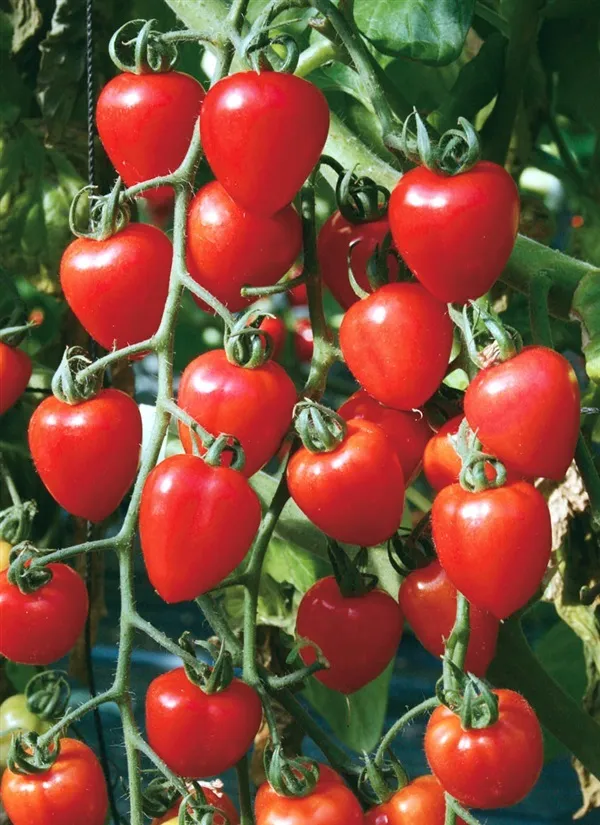 มะเขือเทศหัวใจ Tomatoberry โดยสกายสแครปเปอร์ อเมืองสมุทรปราการ จสมุทรปราการ รหัสสินค้า 246458 3968