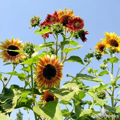 ทานตะวันออทั่มบิวตี้ Autumn Beauty Sunflower โดยสกายสแครปเปอร์ อเมืองสมุทรปราการ จ 1324