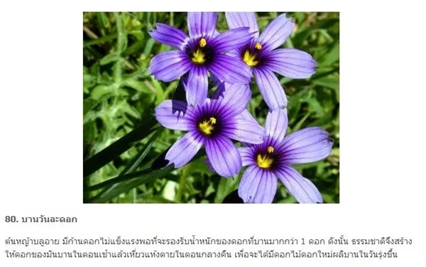 ต้นหญ้าบลูอาย Blue Eyed Grass โดยสกายสแครปเปอร์ อเมืองสมุทรปราการ จสมุทรปราการ รหัสสินค้า 247108 9536